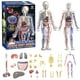 thumbnail image 1 of Human Body Structure Model with Blood Vessels, DIY Assembled Human Torso Anatomy Figure Children's Science Teaching Model Toys, 1 of 4