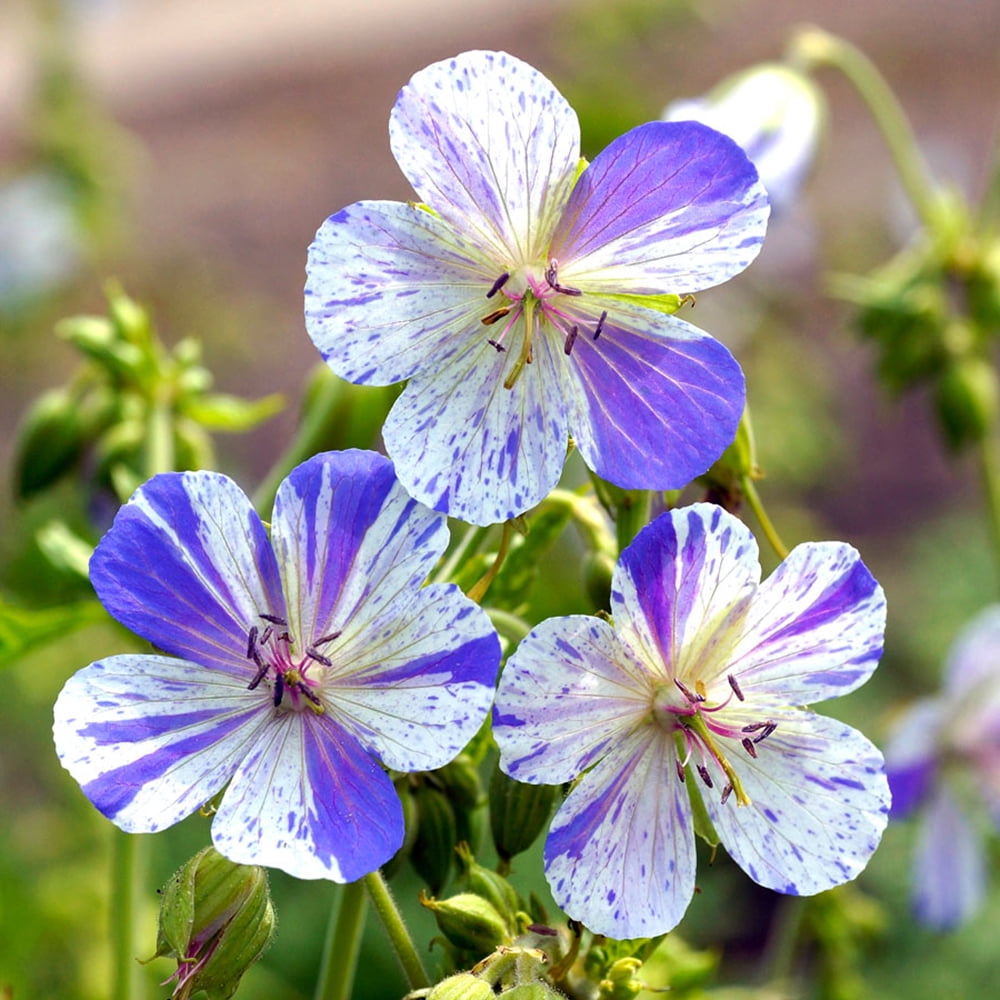 Delft Blue Hardy Cranesbill Geranium 4" Pot New Variety!