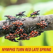 PIC Spotted Lantern Fly Insect Trap 20 ft
