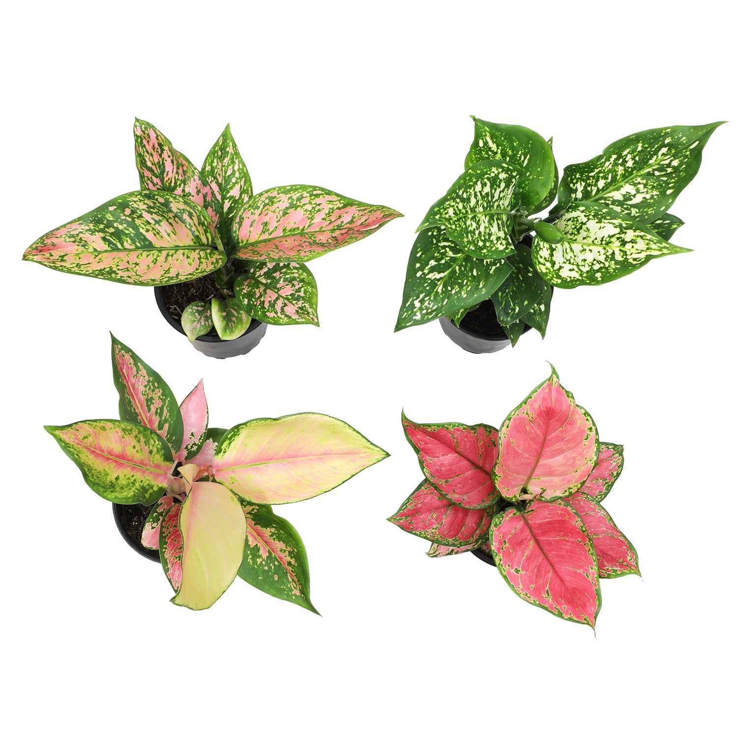 Variegated Chinese Evergreen (Aglaonema) 4-pack | 4.25" Grow Pots | Easy Live House Plants| Filtered Sun | Element by Altman Plants