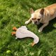 thumbnail image 5 of Juguete de Peluche Suave con Sonido Interactivo para Perros y Gatos: Un Adorable Juguete Vocal para Jugar En Interiores y Exteriores, Alivia El Aburrimiento, Fortalece El Vínculo y Su Diseño Sin Rell, 5 of 6