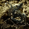 thumbnail image 5 of Xinyolin 2Pcs Exaggerated Punk Wrapped Rings Copper Bronze - Snake Shape Men Adjustable Rings for Cocktail Party, 5 of 7