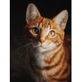 thumbnail image 1 of Qisvanset Ginger Tabby Cat Canvas Print 12x16 Inch Kitchen Hallway Art, 1 of 8
