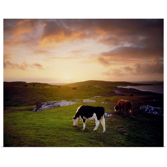 Great BIG Canvas | Rolled The Irish Image Collection Poster Print entitled Cattle, Mannin Bay, County Galway, Ireland