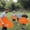 Orange, variant on Camnix Yard Game Sets, Freaky Party Games with 2 Bouncy Balls,Giant Clothing Outdoor Game for Adults, Yard Games Field Day Family Reunion Game,Backyard Parties