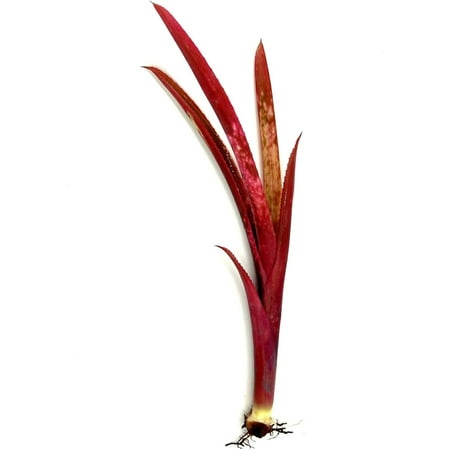 ragnaroc Live Plants – Bromeliad Billbergia Teng ee Bare Root, Giant 6-12" - 1ct - Live Arrival Guaranteed - House Plants for Home Decor & Gift