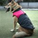thumbnail image 4 of Chaqueta de plumón impermeable para mascotas de poliéster rosa, ropa, abrigo grueso y cálido para perros grandes (3XL), 4 of 8