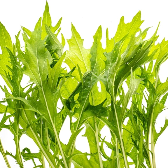 Lime Streaks Mizuna Mustard Seeds - 1 Oz ~15,000 Seeds - Non-GMO, Heirloom - Microgreens & Culinary Herb Gardening Seeds