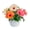Cream, Pink, Orange, variant on BloomSelect 18" Hibiscus Live Outdoor Plant in 3QT. Decor Pot