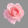 thumbnail image 2 of Allen, Kimberly 26x26 White Modern Wood Framed Museum Art Print Titled - Trust Rose 2, 2 of 4