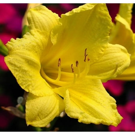 Happy Returns Reblooming Daylily - Quart Pot - Hemerocallis