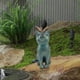 thumbnail image 2 of Estatua de gato Zulema decoración de jardín Resina con mariposa, 2 of 6