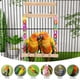 thumbnail image 4 of Percha para Pájaros, Accesorios para Jaulas de Pájaros, Plataforma de Columpio para Loros, Periquitos, Periquitos Comunes, Cacatúas, Agapornis y Cotorras del Pacífico., 4 of 8
