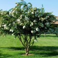 thumbnail image 3 of Crape Myrtle Natchez  20 Live Plants  Lagerstroemia Indica  Beautiful Low Maintenance White Blooming Flowering Tree, 3 of 9