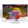 thumbnail image 2 of Wallmonkeys Flowerhorn Cichlid Fish Peel and Stick Wall Decals Mural WM12467 (18 in W x 12 in H), 2 of 4