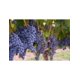 thumbnail image 2 of Vino Tinto Montefiori Shiraz - Merlot 750 ml Montefiori Shiraz - Merlot, 2 of 2