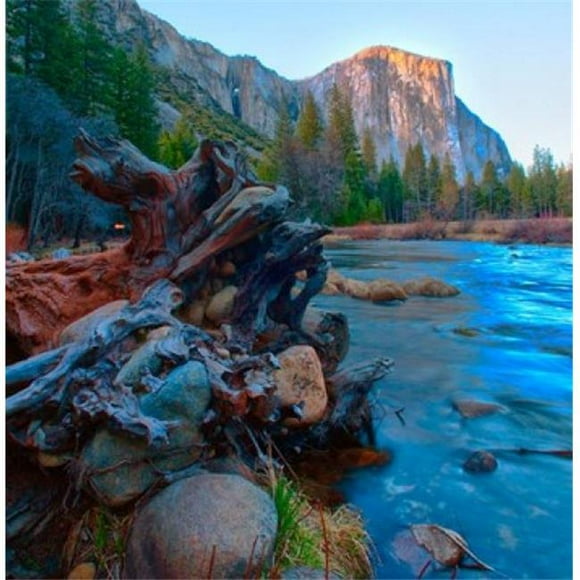 Posterazzi PDDUS05AMI0122 Tree Roots in Merced River in the Yosemite Valley Poster Print by Anna Miller - 27 x 27 in.
