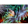 thumbnail image 2 of Gabriel, Barathieu 32x23 White Modern Wood Framed Museum Art Print Titled - Clownfish, 2 of 4