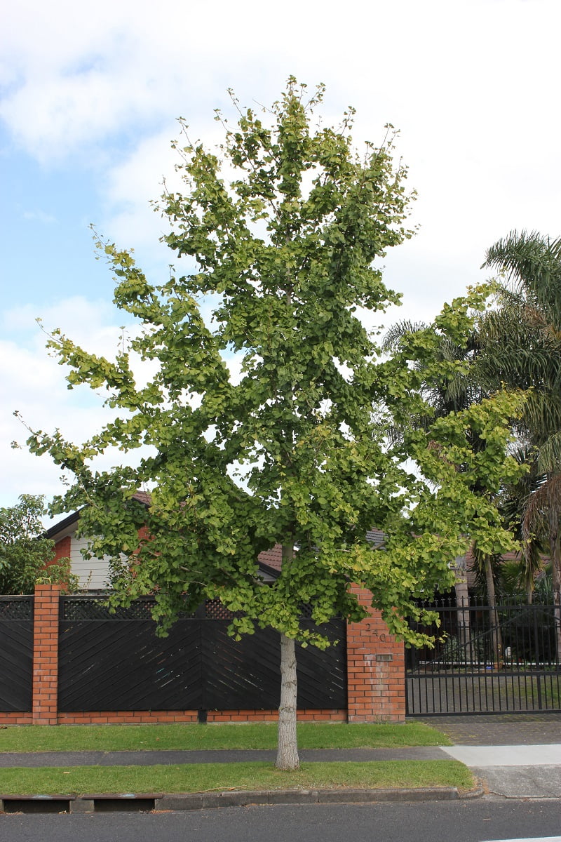 Ginkgo Biloba Tree ( Maidenhair ) - Live Plant - ( 2.5 QT )