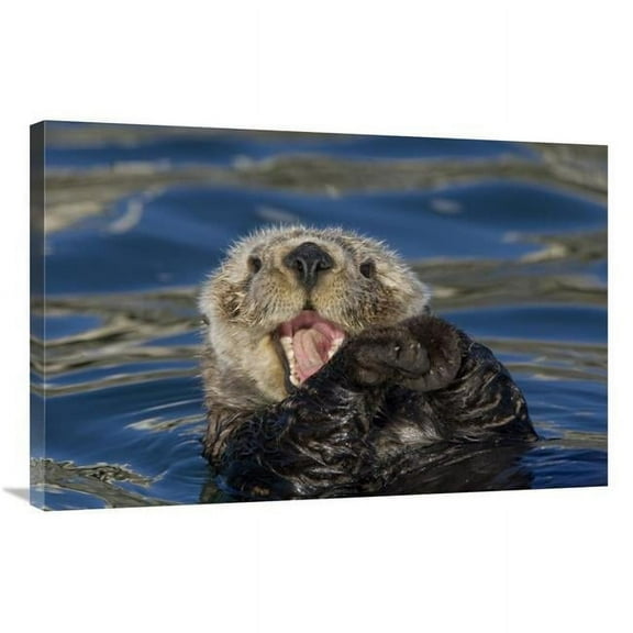 24 x 36 in. Sea Otter Yawning, Monterey Bay, California Art Print - Suzi Eszterhas