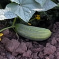 thumbnail image 1 of Wisconsin SMR Pickling Cucumber Seeds - 5 Lb - Non-GMO, Heirloom Vegetable Gardening Seed - Ideal for Dill Pickles, 1 of 2