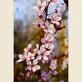 thumbnail image 3 of CafePress - Almond Blossoms In Spring Light T Shirt - Light T-Shirt - CP, 3 of 4
