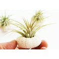 thumbnail image 3 of 6 Pack - Beautiful Pink Sea Urchin Air Plant Kit (Tillandsia) 2" Beach Wedding and Nautical Home Decor, 3 of 3