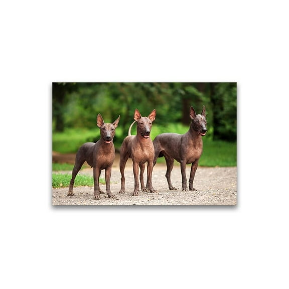 Amazing Pack Of Xolo Dogs Poster -Image by Shutterstock