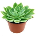 thumbnail image 4 of Echeveria Blue Atoll (2"+ Plastic Pot) - Tiny, Lovely, Easy to Care Rosette Succulents - Live Succulents for Home Indoor Place, 4 of 9