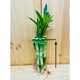 thumbnail image 5 of Live Lucky Bamboo 6&rdquo; Plants, 5 of 6