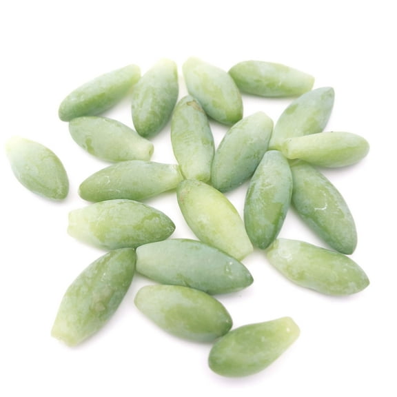 20 Pieces Live Burro's Tail Leaves for Propagation (Sedum morganium) - Donkey Tail Succulent Plant…