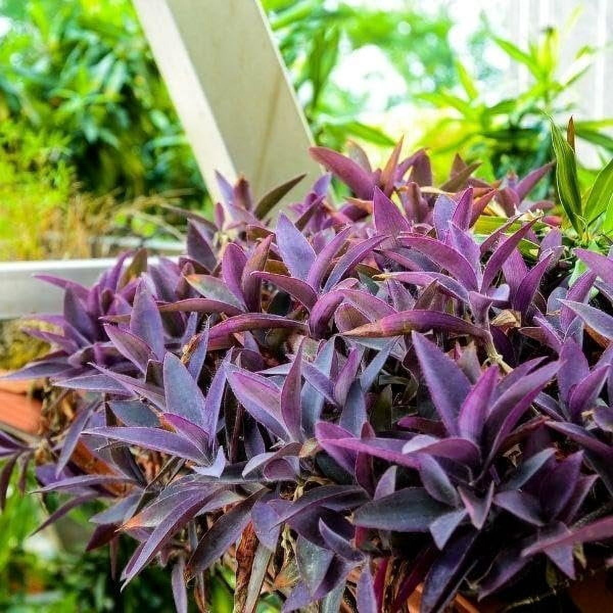 Purple Queen Tradescantia Setcresea I 3 Live Plants I Spiderwort  Lush Magenta Foliage for Striking Garden Contrast, Ideal for Ground Cover, Borders, & Containers