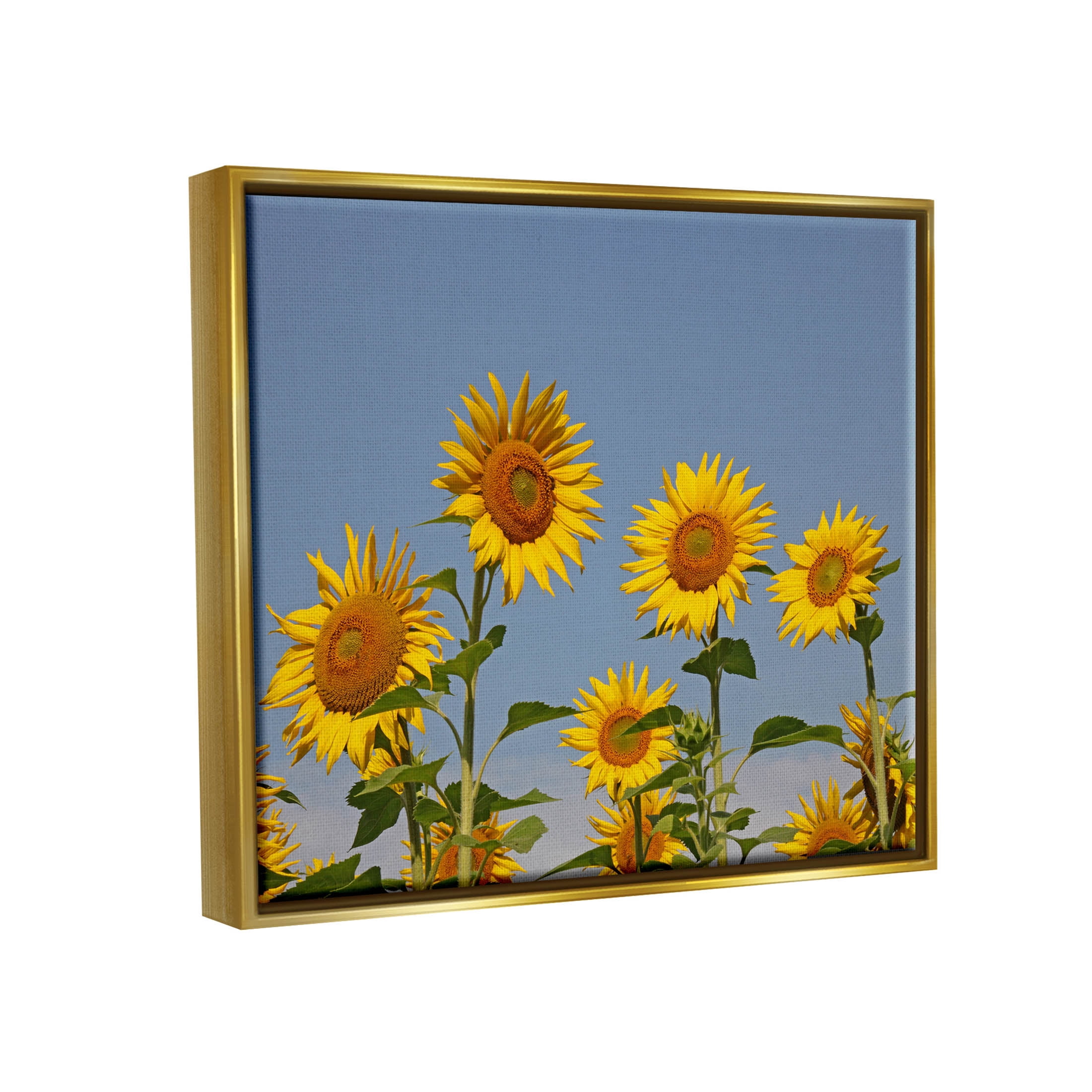 Sunflower Field Clear Sky Botanical & Floral Photograph Metallic Gold Framed Art Print Wall Art