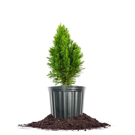 Perfect Plants 1 Gallon Emerald Green Arborvitae Tree