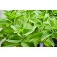 50-stevia-rebaudiana-sweetleaf-herb-seeds-natural-sweetener-walmart