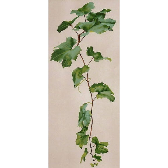 Grapevine Extension Wall Stencil by Jeff Raum