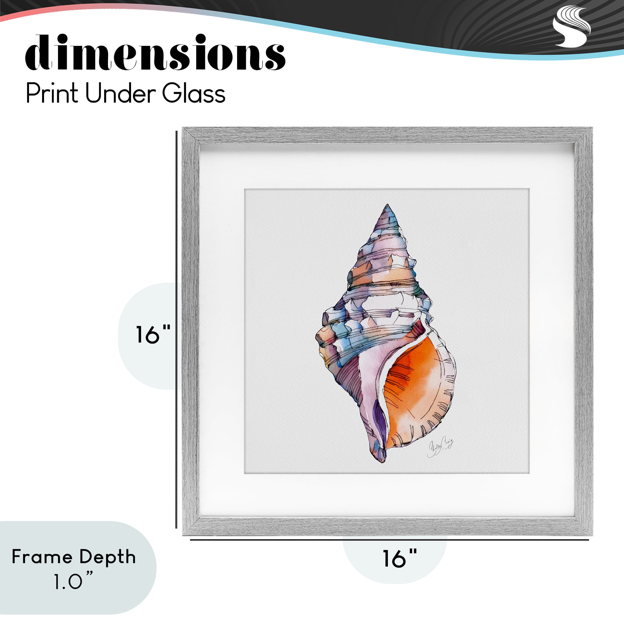 Stupell Industries Sunrise Conch Shell Gray Framed Print Under Glass, design by Shelly Craig