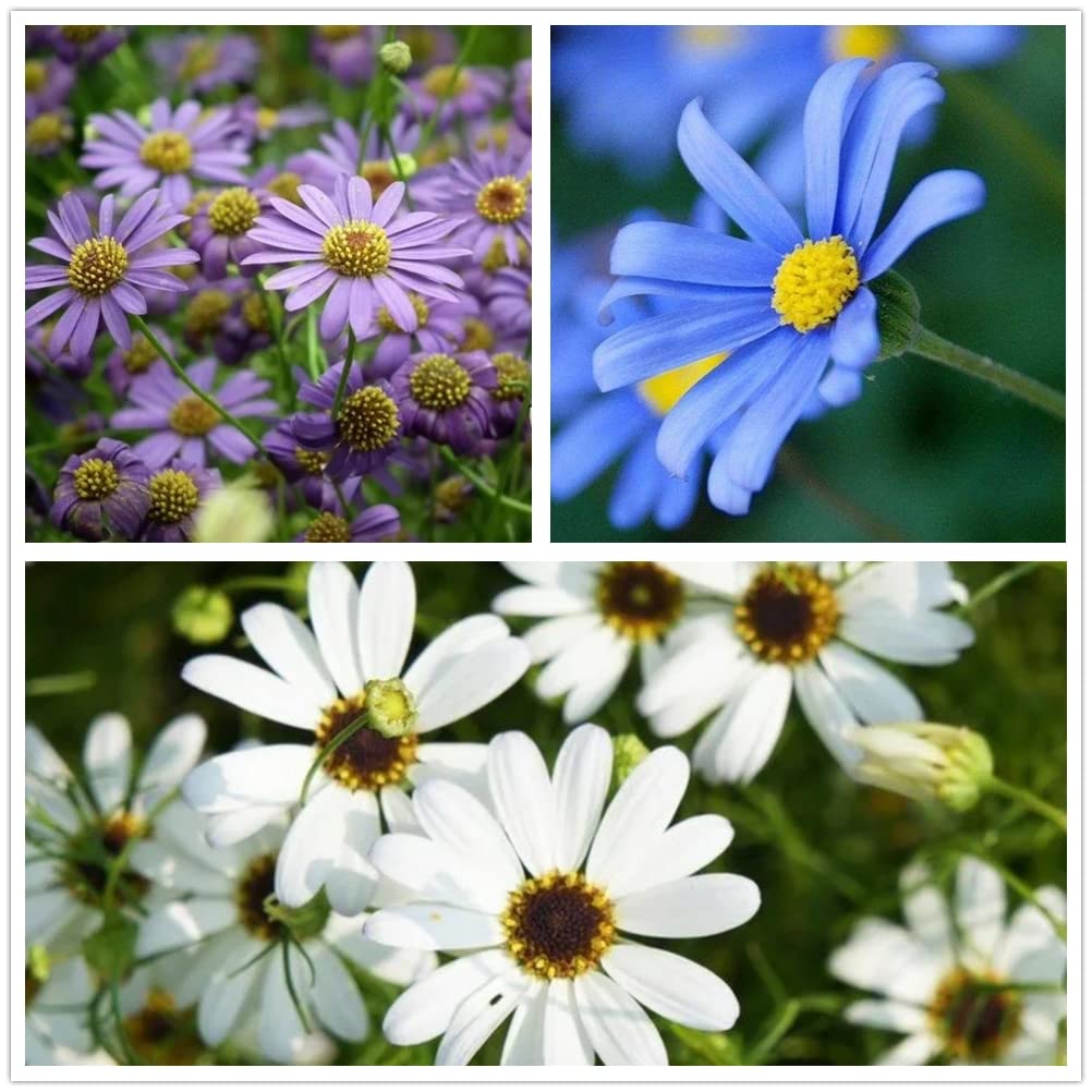 (300 Pcs) Swan River Daisy / Goose River Chrysanthemum Seeds for