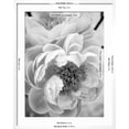 thumbnail image 5 of Art.com Delicate Blossom III Photo by Nicole Katano, White Frame Wall Art, 23" x 29", 5 of 5