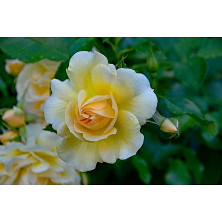 LAMINATED POSTER White Rose Flowers Floribunda Romantica Yellow Poster Print 11 x