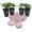 4 Plants, variant on Clematis Montana Elizabeth - Live Starter Plant in a 2 Inch Growers Pot - Starter Plants Ready for The Garden - Rare Clematis for Collectors