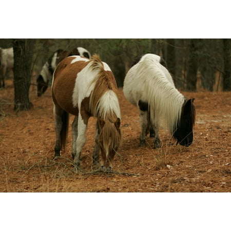 - Framed Art For Your Wall Grazing Wild Ponies Chincoteague Island Ponies 10x13 Frame