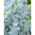 thumbnail image 4 of 10 Seeds Baby Blue Eucalyptus Seeds for Planting, Aromatic Foliage Blue-Green Leaves for Garden, 4 of 6