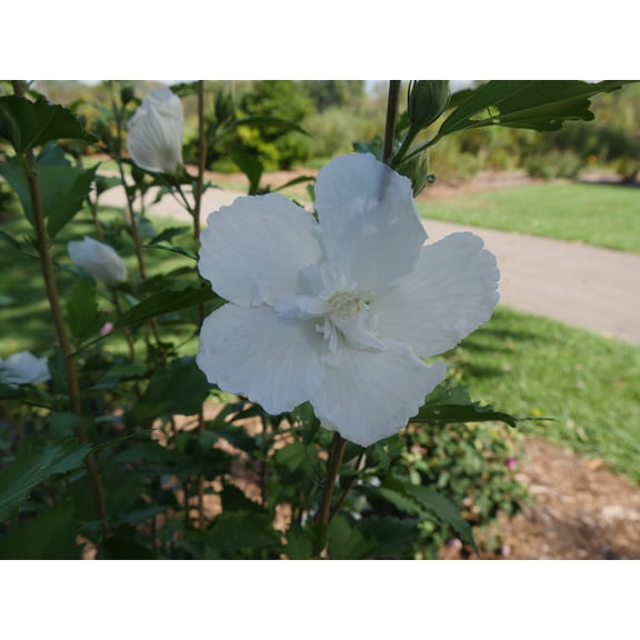 White Pillar® Rose of Sharon
