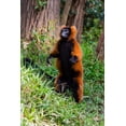 thumbnail image 2 of Hogstrom, Inger 13x18 White Modern Wood Framed Museum Art Print Titled - Madagascar-Andasibe-Vakona Lodge-Lemur Island Red ruffed lemur (Varecia rubra) standing, 2 of 4