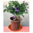 thumbnail image 5 of Plant Saucer Pot Tray 10 inch, 2 Packs Plastic Flower Planter Saucers and Drip Trays for Indoors Outdoors, Heavy Sturdy Durable Plant Plate Water Catcher (Terra Cotta), 5 of 5