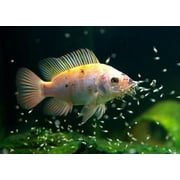 Aquatic Foods Inc. 4-Type Mixed Blend of Cyclops, Daphnia, Rotifers, Ready to Eat Brine Shrimp Eggs for Tropical Fish Fry, Babies, Guppies, Tetras, Bettas, Nano Fish…1.2oz Squeeze Bottle