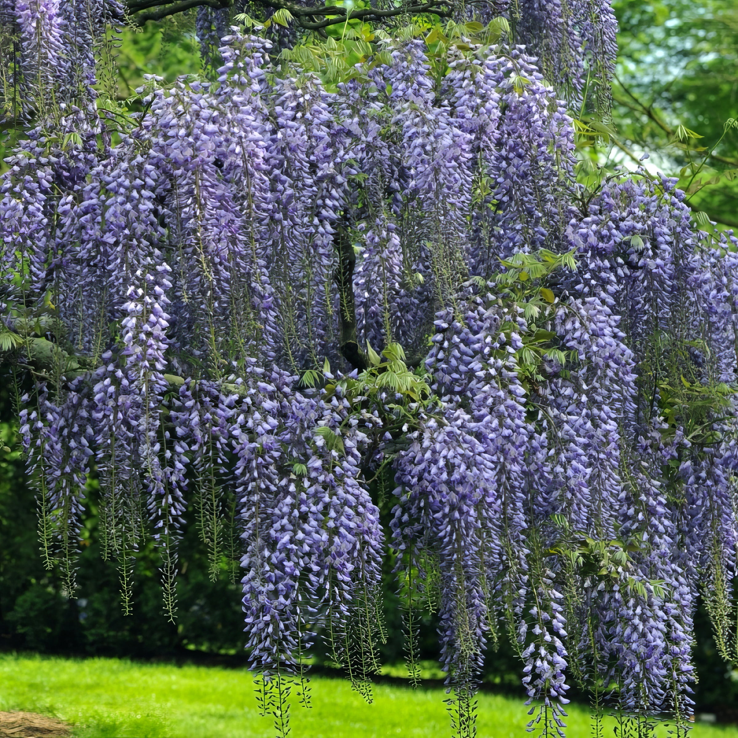National Plant Network Live Perennial 1 gal Wisteria 'Blue' with Full Sunlight