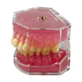 thumbnail image 1 of Modelo de enseñanza oral,Modelo de extracción dental Modelo de enseñanza oral,Kit educativo para la práctica de extracción de dientes,Instrumento dental modelo didáctico, 1 of 9