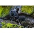thumbnail image 2 of Illg, Cathy and Gordon 18x13 Black Ornate Wood Framed with Double Matting Museum Art Print Titled - Alaska, Tongass NF Mother black bear and cub, 2 of 4